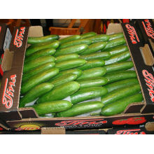 fresh cucumber